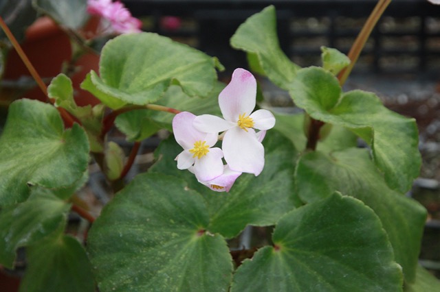 B. ‘Kerekohime’